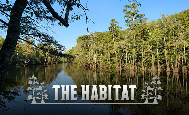 The Habitat at Black River Flyway Hunting Club