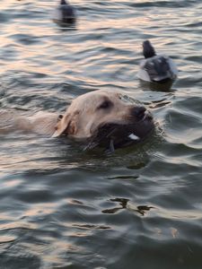 Retrievers